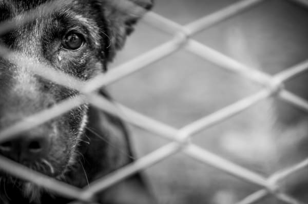 Appeals Court Finds Little Sympathy for Convicted Dog Torturer