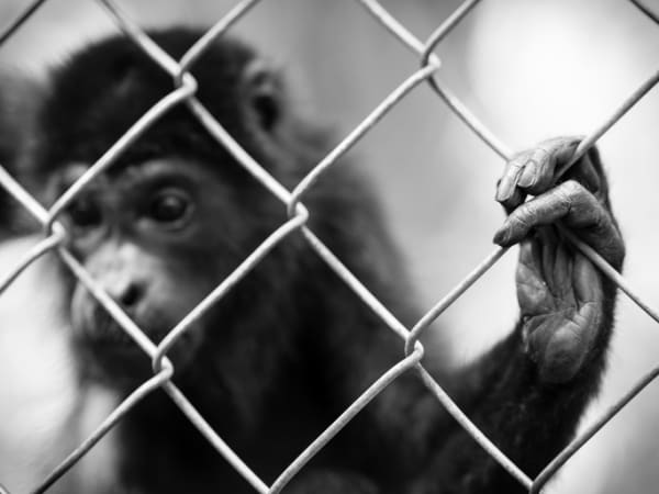 Virginia Senate Seeks Protection for Primate Retirement