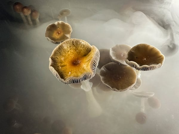 Bad Trip, Man: 9th Circuit Upholds DEA Denial of Psilocybin Use by Doctor