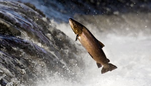 Conservationists Sue To Protect Chinook Salmon Populations