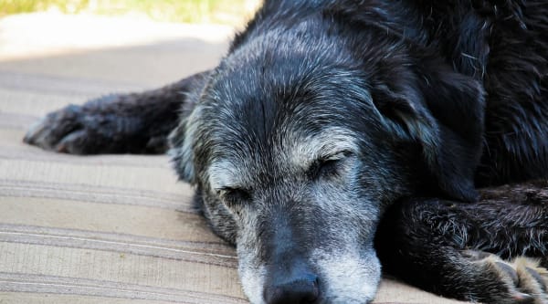 Michigan Veterinarian Faces Larceny Charges Over Old Dog "Rescue"