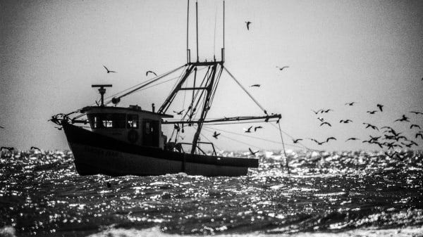 New Laws, Fines, and Genetic Testing in the Battle Over Shrimp Labeling