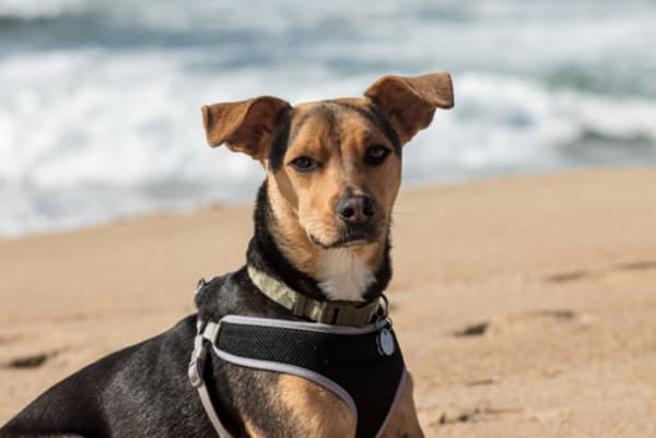 Puppies Banned for Public Health as Court Upholds CDC Import Rule