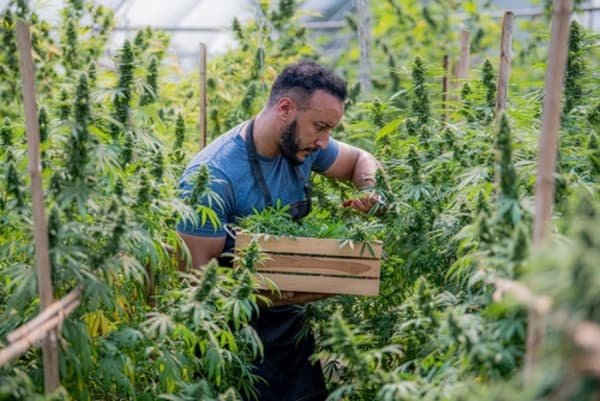 Is It Legal to Mail Marijuana?