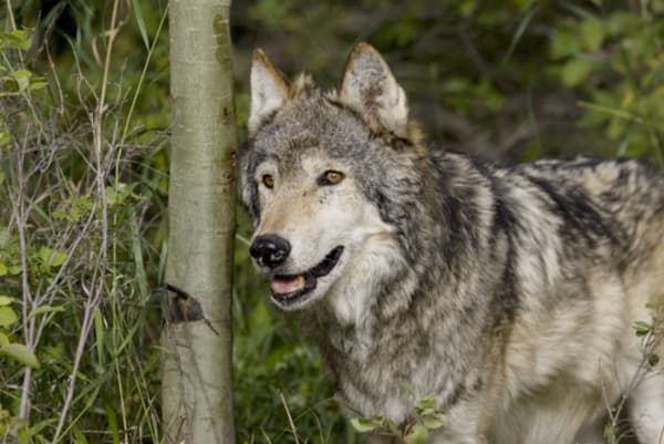 Wolves Get Another Bite at Federal Protection