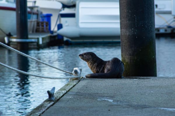 Mother Sues Port of Bremerton, Alleging It Otter Have Better Protections in Place Against Wildlife Attacks