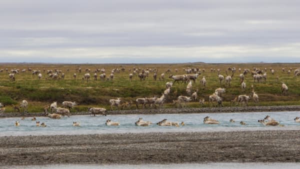 Arctic National Wildlife Refuge Re-Opened for Oil Drilling