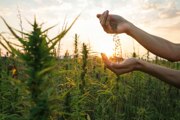 Funding Bill Ropes Hemp Farmers Into a Sticky Situation