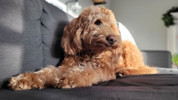 Couple Will Bid for Their Furbaby as Delaware Judge Orders Private Auction To Settle Canine Partition Process