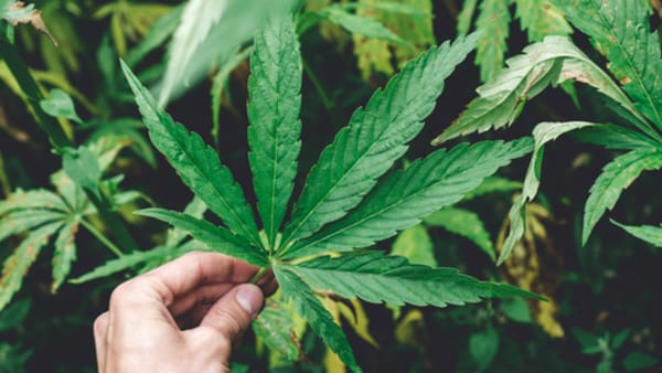 Trump Administration to Expedite Cannabis Rescheduling