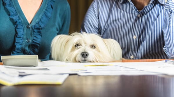 Court Appears Dubious of Bid To Consider Pets as Legal Dependents Under IRS Tax Code