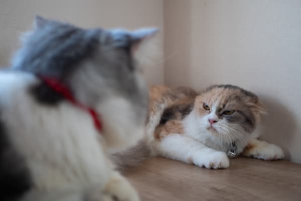 Litter Box Company Claims Reviews on TikTok Are Full of … Uhm, Lies