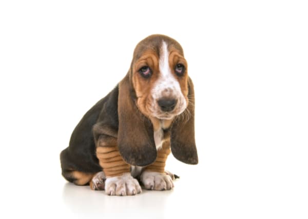 Good Dog, Bad Stove? Claims Alleging Defective Stove Dismissed After Pooch Starts Fire