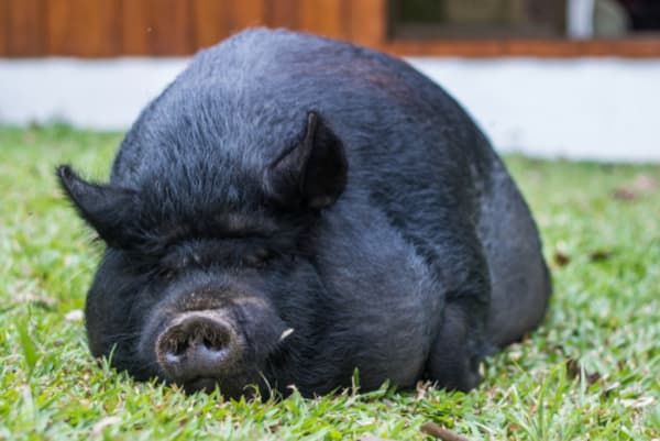 A Satanist's Fight Over Chief Wiggum, the Emotional Support Pig
