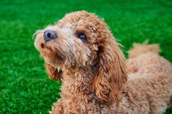 South Carolina Court of Appeals Affirms That Furbabies Remain Personal Property