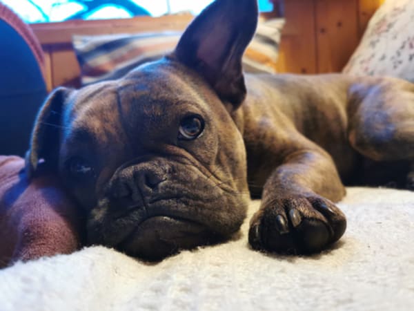 PETA’s Challenge to AKC Breed Standards Gets Heeled