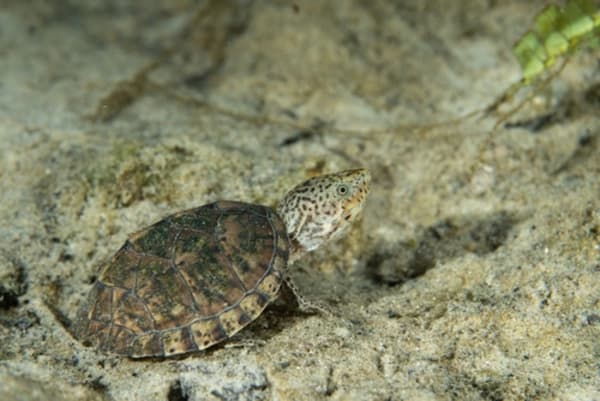 It’s a Heaping Helping of Hot Herps as Feds Arrest Turtle Trafficker