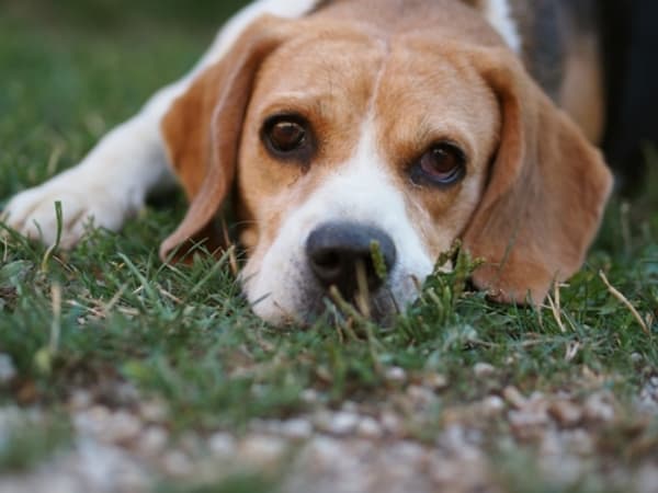 Attorney Faces Felony Burglary Charges After an ‘Open Rescue’ Action to Save Beagles At Ridglan Farms