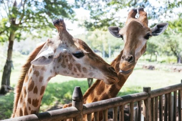 The Case of the Missing Baby Giraffes Just Got Even Stranger