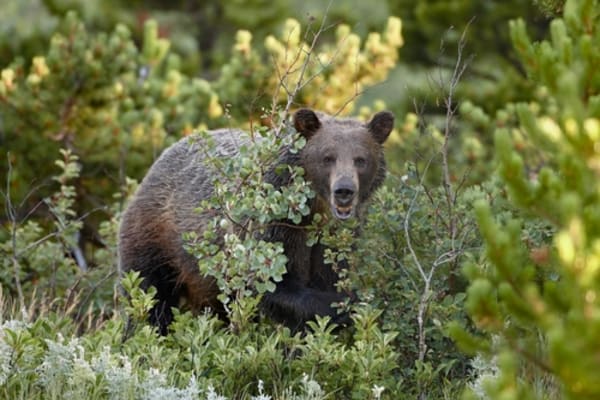 U.S. Forest Service Reveals Plan to Repeal ‘Roadless Rule’
