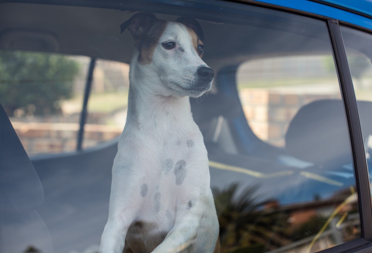 can you leave dog in car with windows down